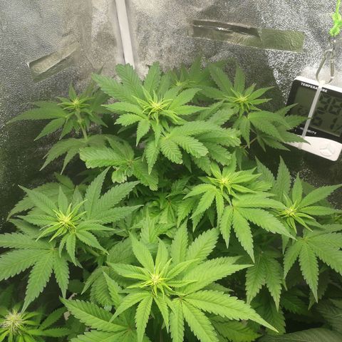 BCN Critical XXL growlog timeline photo