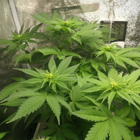 BCN Critical XXL growlog timeline photo