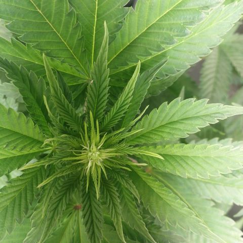 BCN Critical XXL growlog timeline photo
