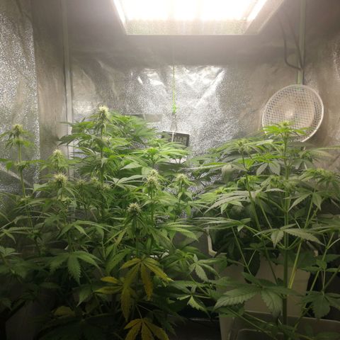 BCN Critical XXL growlog timeline photo