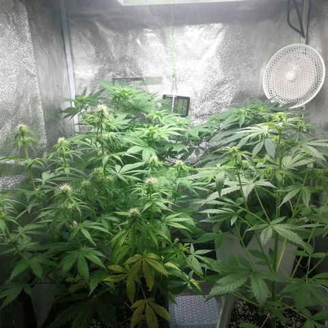 BCN Critical XXL growlog timeline photo
