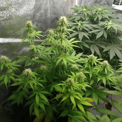 American Fast growlog timeline photo