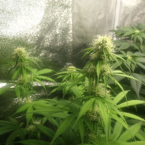 American Fast growlog timeline photo