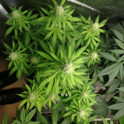 American Fast growlog timeline photo