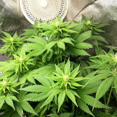 BCN Critical XXL growlog timeline photo