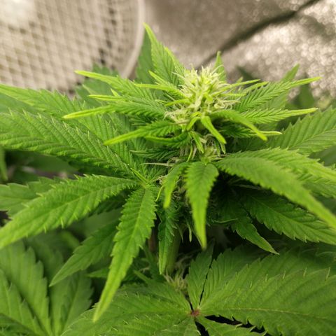 BCN Critical XXL growlog timeline photo