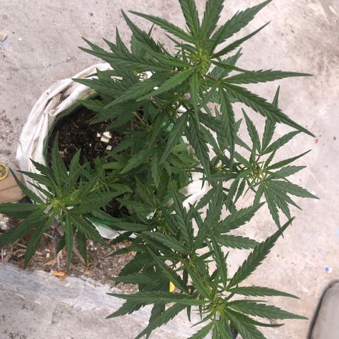 Soul Cookies Auto  growlog timeline photo