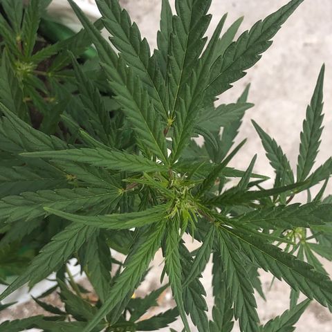 Soul Cookies Auto  growlog timeline photo