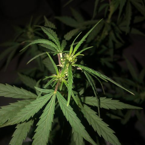 Soul Cookies Auto  growlog timeline photo