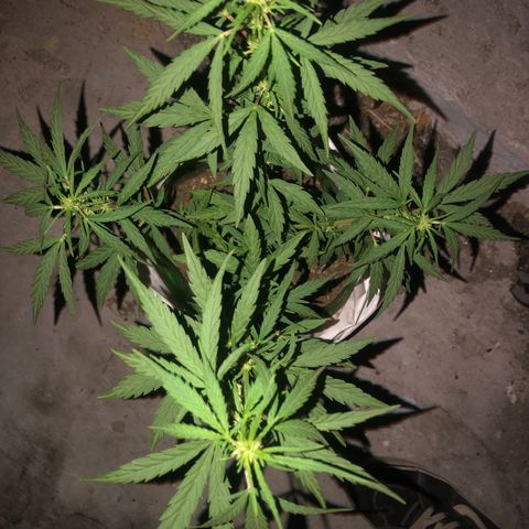 Soul Cookies Auto  growlog timeline photo