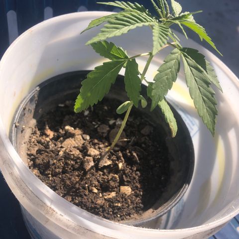 Soul Cookies Auto  growlog timeline photo