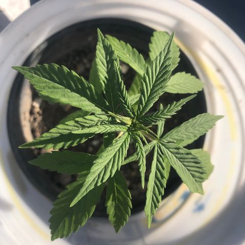 Soul Cookies Auto  growlog timeline photo