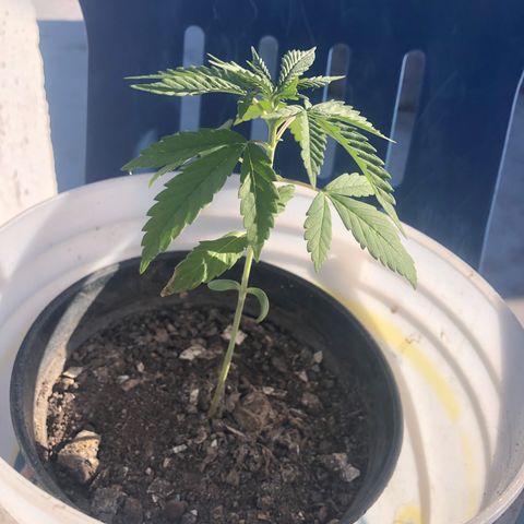 Soul Cookies Auto  growlog timeline photo