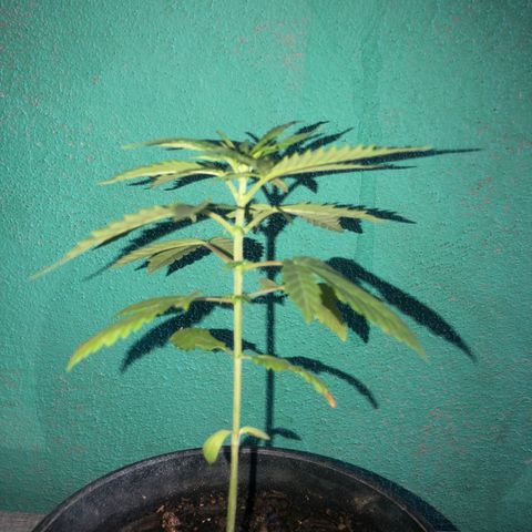 Soul Cookies Auto  growlog timeline photo