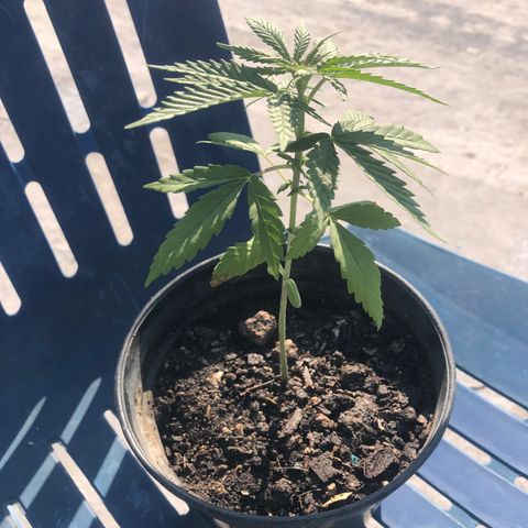 Soul Cookies Auto  growlog timeline photo