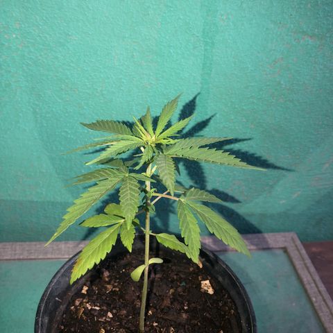 Soul Cookies Auto  growlog timeline photo