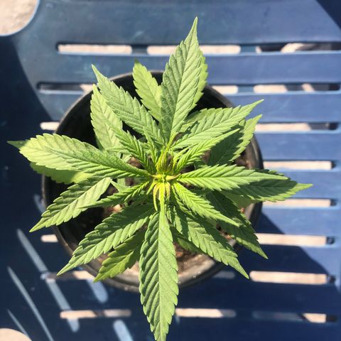 Soul Cookies Auto  growlog timeline photo