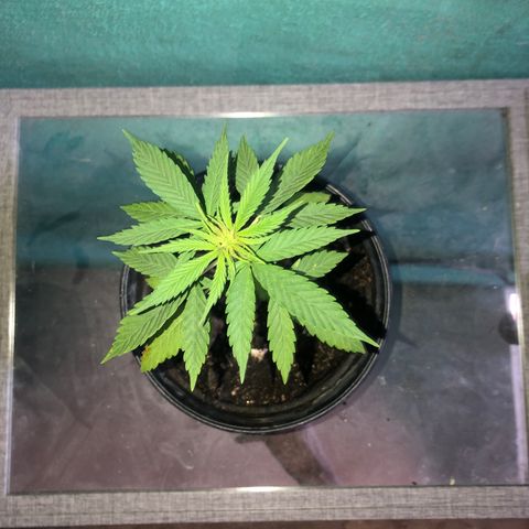 Soul Cookies Auto  growlog timeline photo