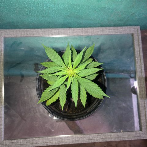 Soul Cookies Auto  growlog timeline photo