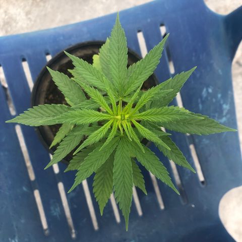 Soul Cookies Auto  growlog timeline photo