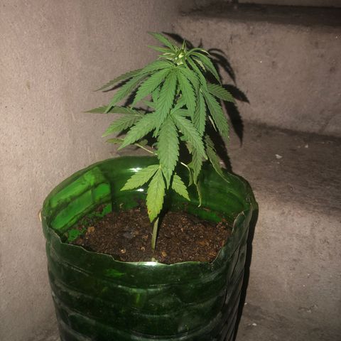 Soul Cookies Auto  growlog timeline photo