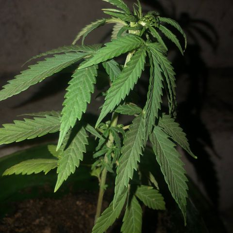 Soul Cookies Auto  growlog timeline photo