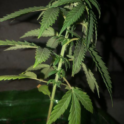 Soul Cookies Auto  growlog timeline photo