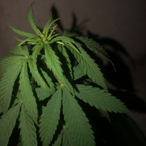 Soul Cookies Auto  growlog timeline photo