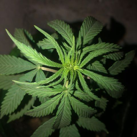Soul Cookies Auto  growlog timeline photo