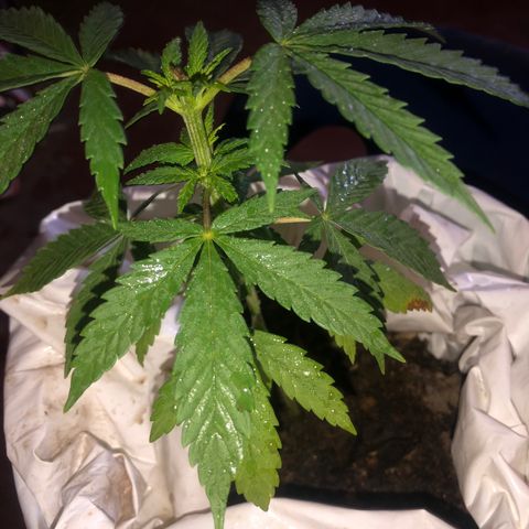 Soul Cookies Auto  growlog timeline photo