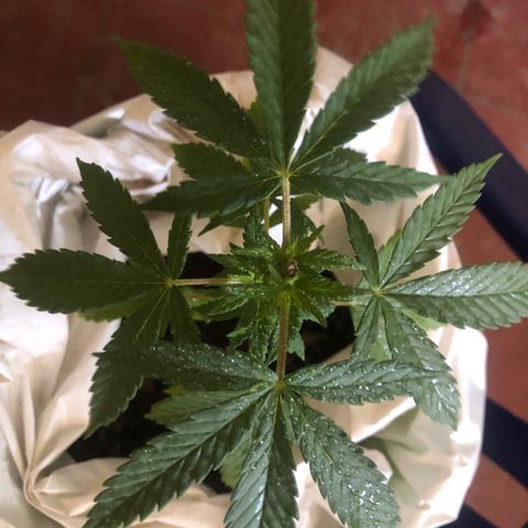 Soul Cookies Auto  growlog timeline photo