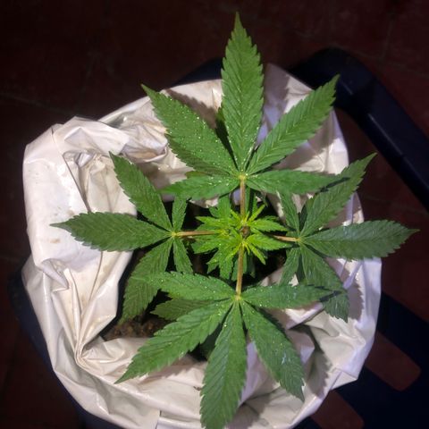 Soul Cookies Auto  growlog timeline photo