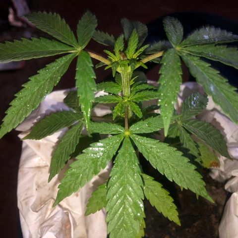 Soul Cookies Auto  growlog timeline photo