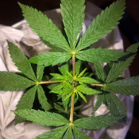 Soul Cookies Auto  growlog timeline photo