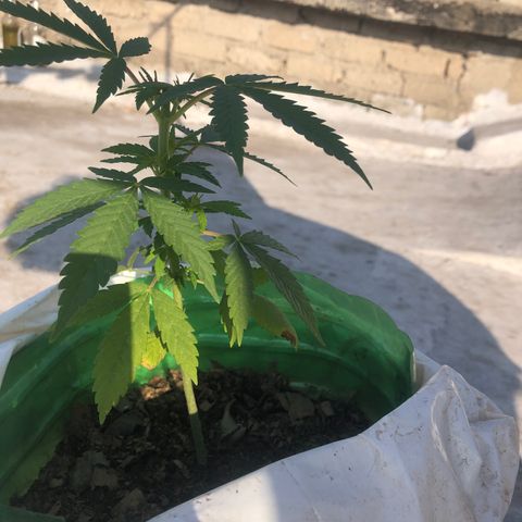 Soul Cookies Auto  growlog timeline photo