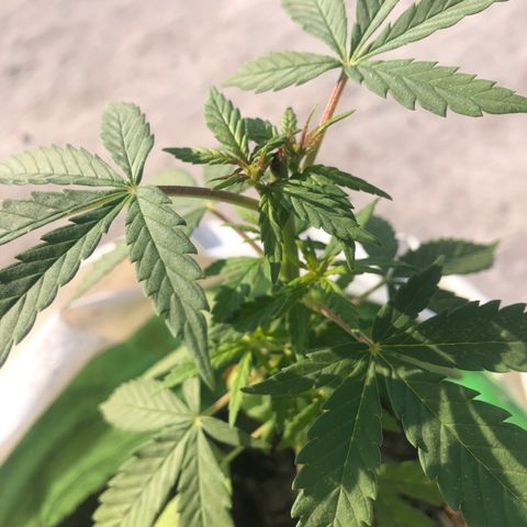 Soul Cookies Auto  growlog timeline photo