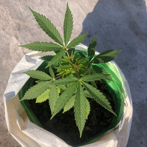 Soul Cookies Auto  growlog timeline photo