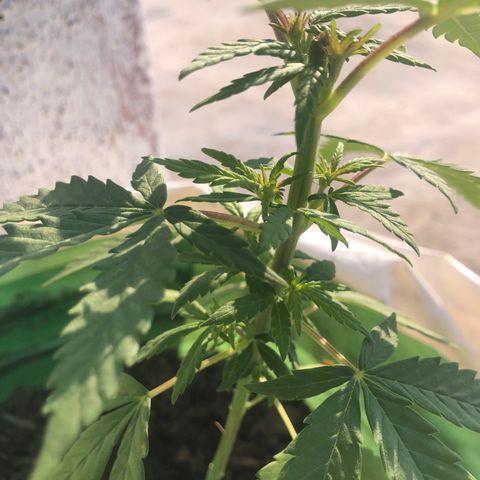 Soul Cookies Auto  growlog timeline photo