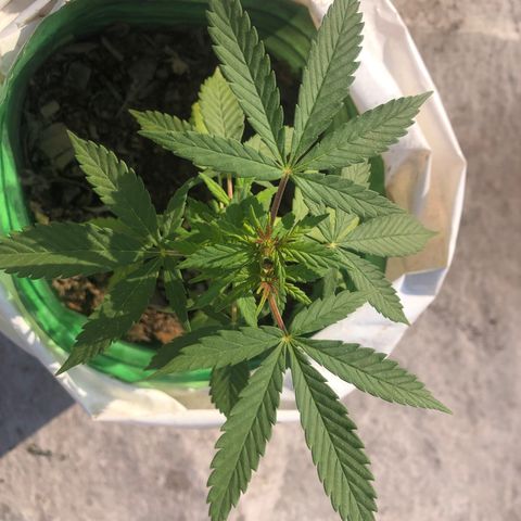 Soul Cookies Auto  growlog timeline photo