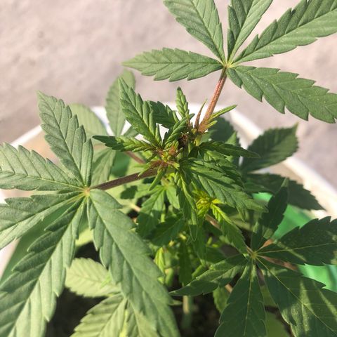 Soul Cookies Auto  growlog timeline photo