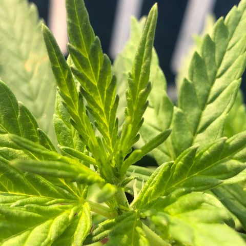 Soul Cookies Auto  growlog timeline photo