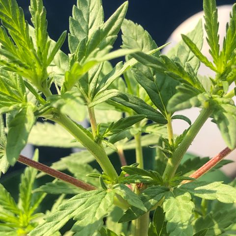 Soul Cookies Auto  growlog timeline photo