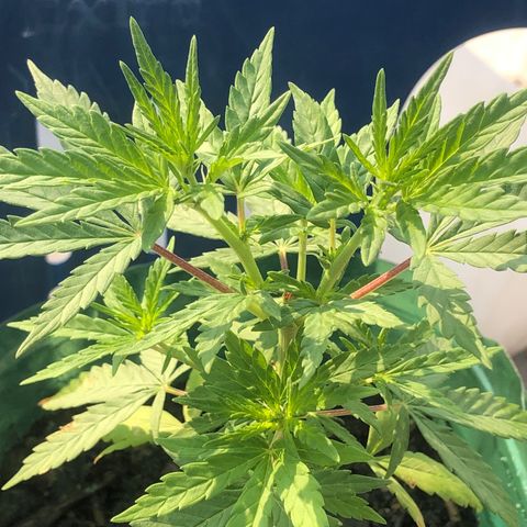Soul Cookies Auto  growlog timeline photo