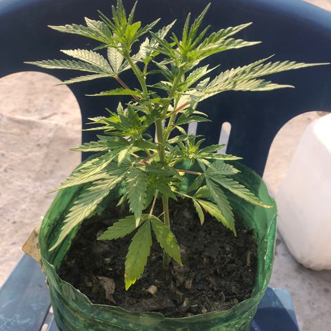 Soul Cookies Auto  growlog timeline photo
