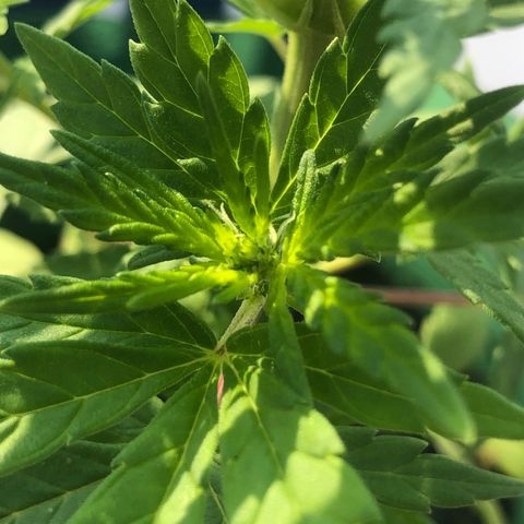 Soul Cookies Auto  growlog timeline photo