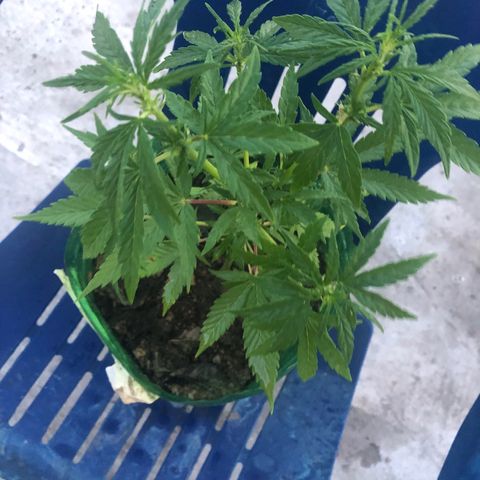 Soul Cookies Auto  growlog timeline photo