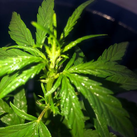 Soul Cookies Auto  growlog timeline photo