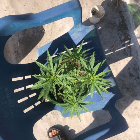 Soul Cookies Auto  growlog timeline photo