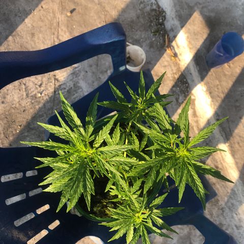Soul Cookies Auto  growlog timeline photo