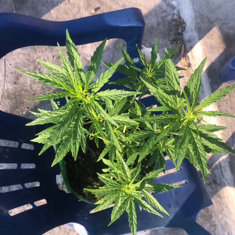 Soul Cookies Auto  growlog timeline photo